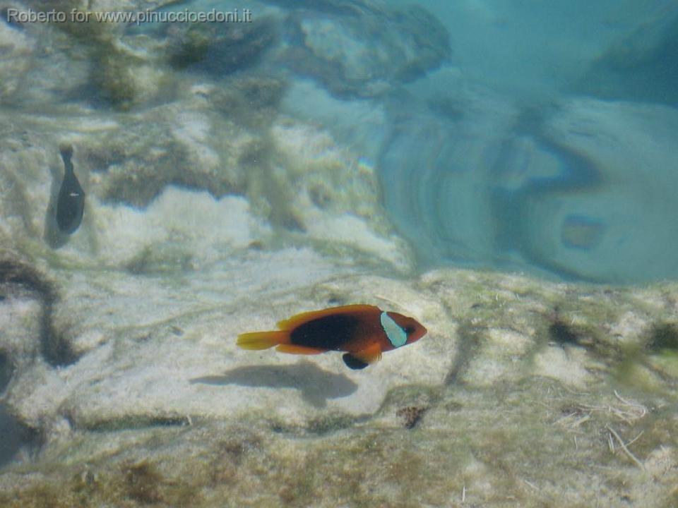 16- la piscina naturale.JPG